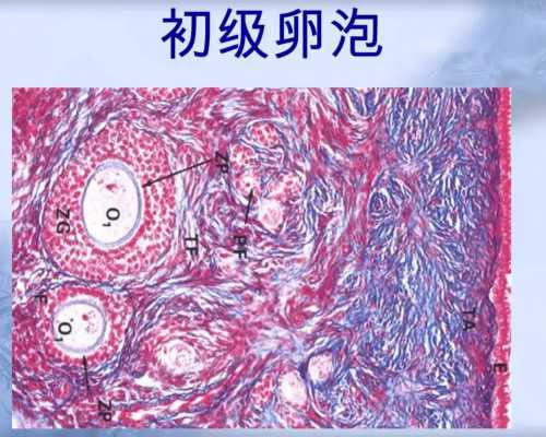 国内可靠的供卵机构有哪些,武汉借卵*子私立医院排名榜前十更新附**男孩费用一览